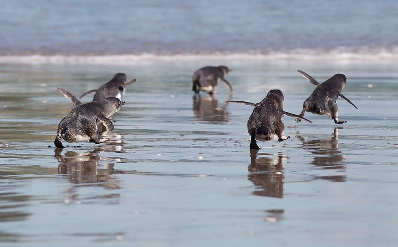Малые пингвины 