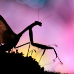 Мир насекомых в серии “Страна чудес”
