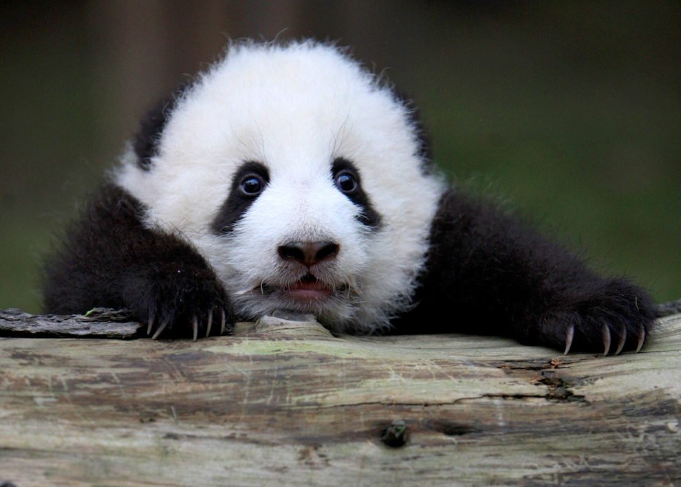 Детеныш гигантской панды 