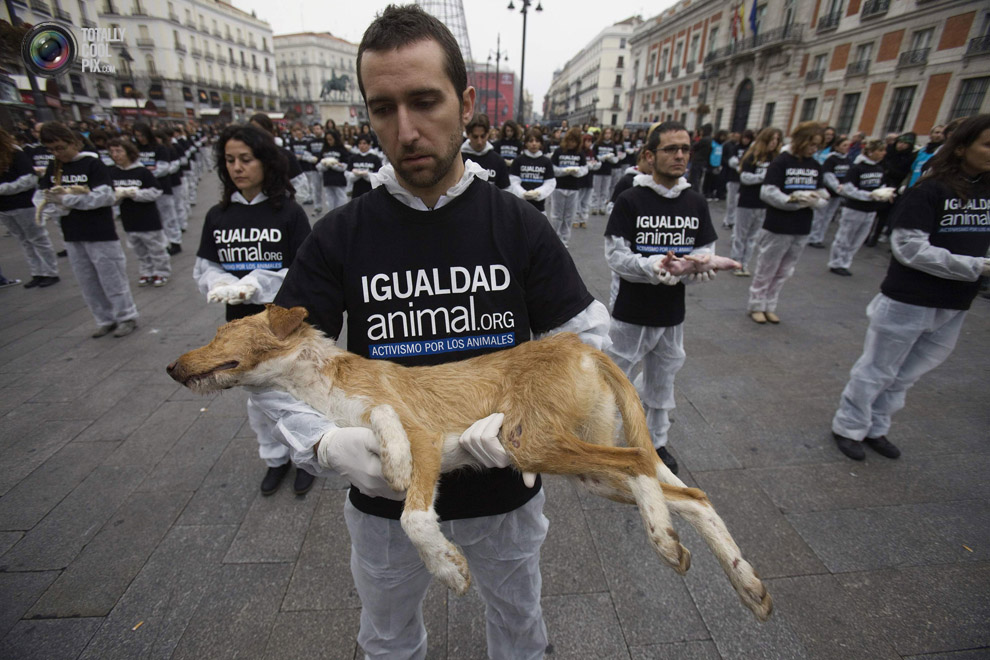 Защитники прав животных