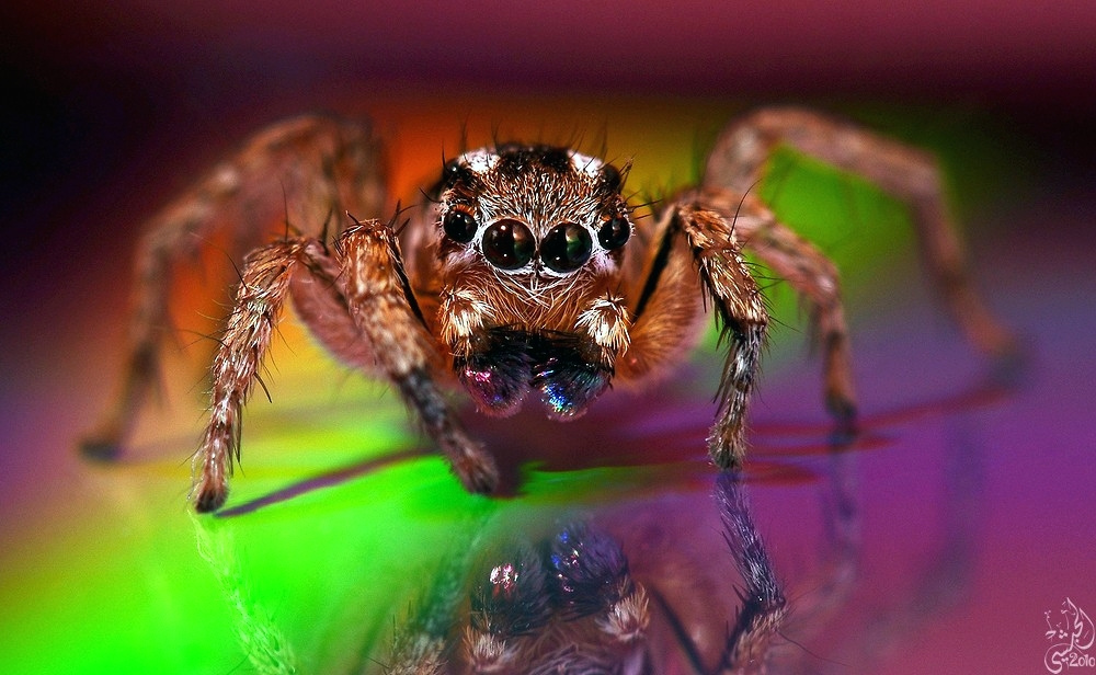 Гигантские пауки. (Yousef Al-Habshi)