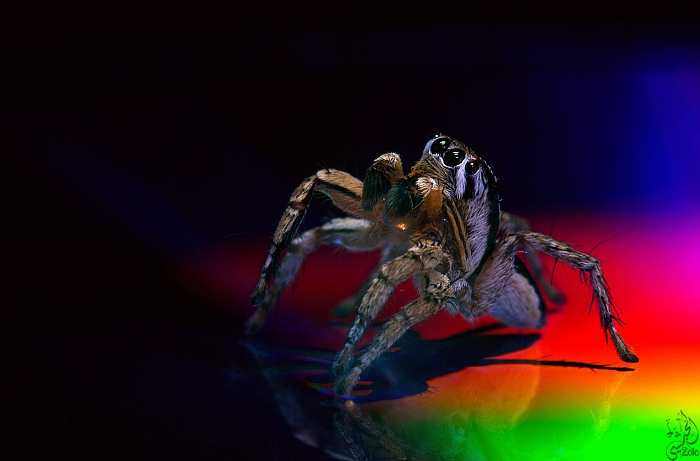 Гигантские пауки. (Yousef Al-Habshi)