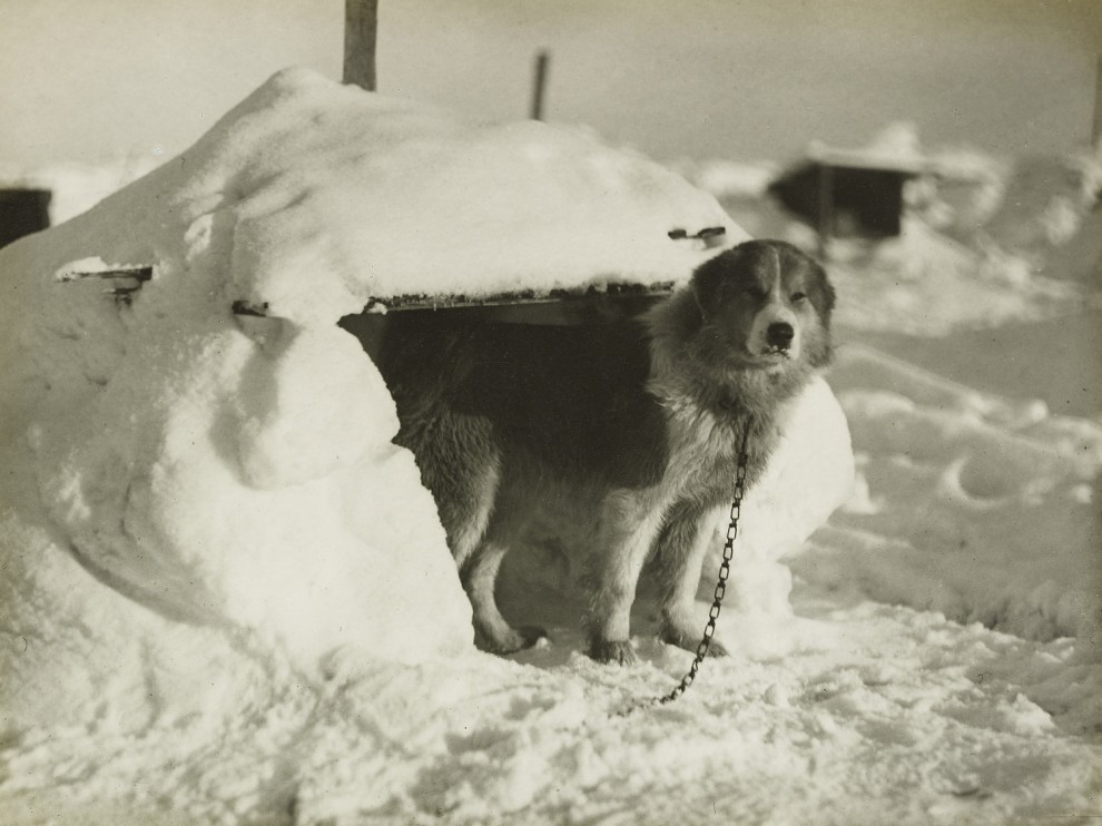Покорение Южного полюса, ездовая собака