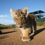 Неделя больших кошек на National Geographic. Тигры