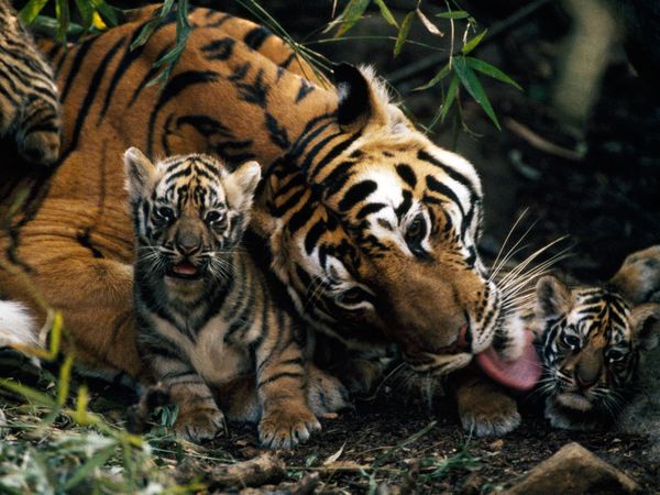 Фотографии недели больших кошек на National Geographic. Тигры.