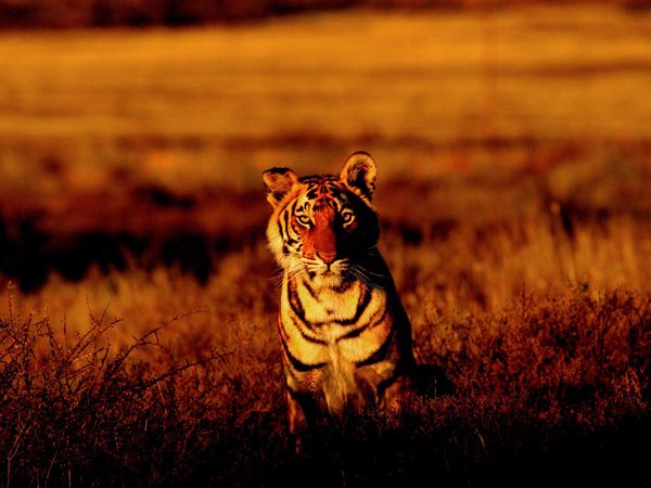 Фотографии недели больших кошек на National Geographic. Тигры.