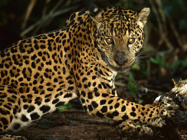 Фотографии Недели больших кошек на National Geographic. Ягуары.
