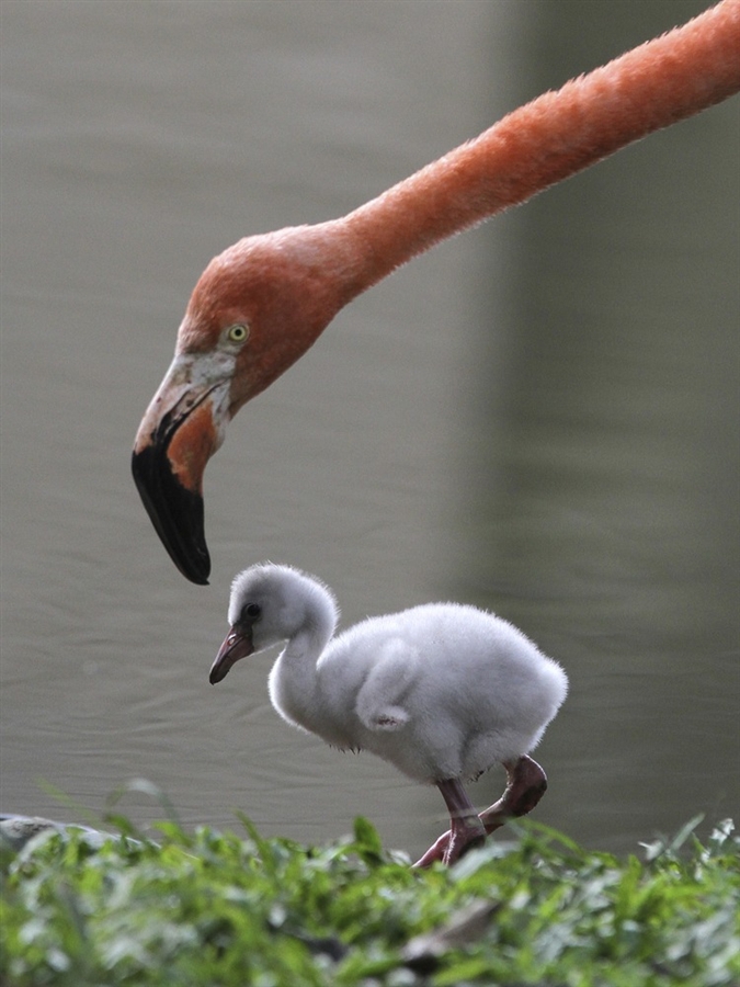 Маленький фламинго