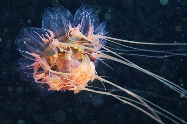 Фантастическая подводная фотография Александра Семенова.