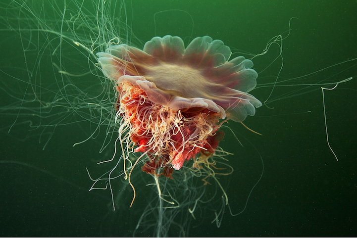 Фантастическая подводная фотография Александра Семенова.