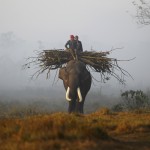 Слоны из национального парка Читван