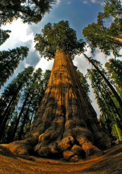 Высочайшие деревья мира