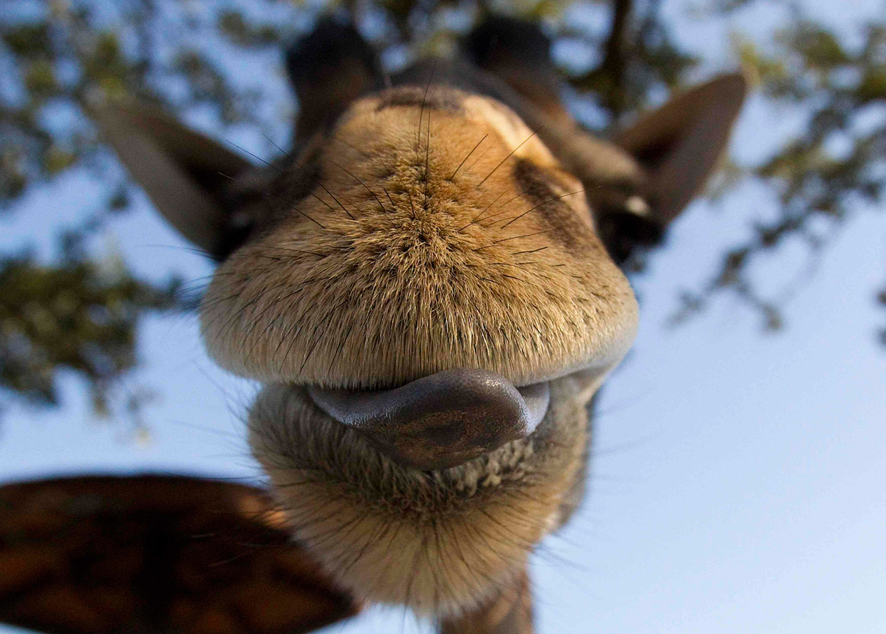 Смешные носы животных