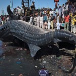 Фото дня: в Пакистане выловлена 12-метровая акула