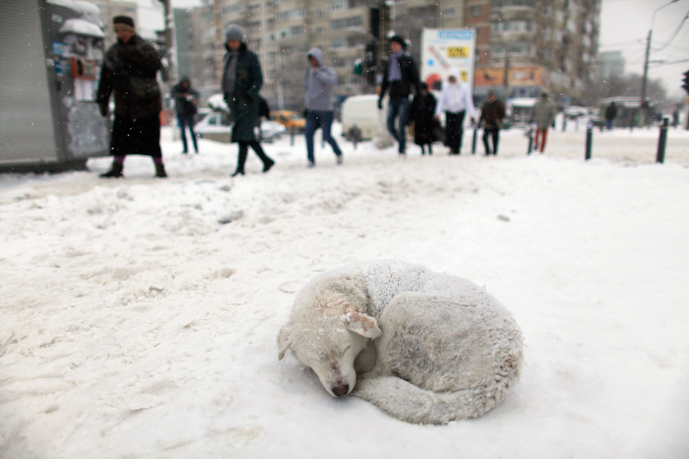 Бродячий пёс спит на снегу 