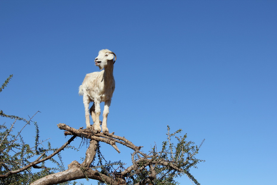 Марокканские козы