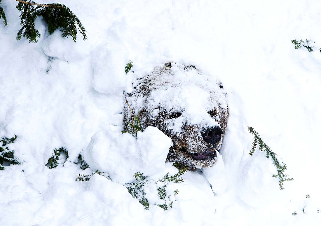 Медведь просыпается от зимней спячки.