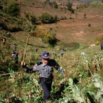 Уничтожение опиумных плантаций в Мьянме