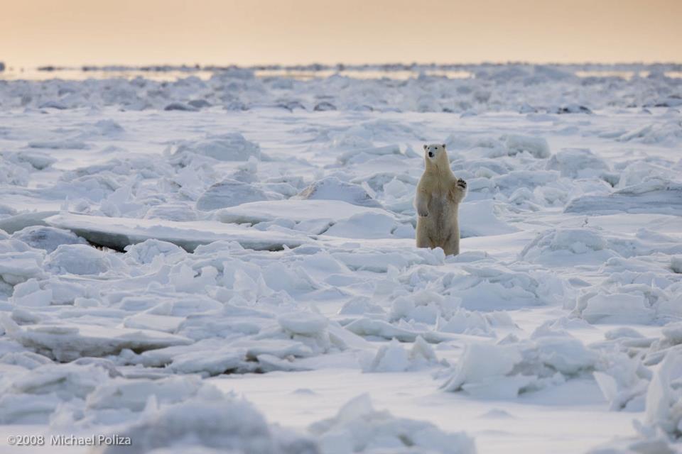 Природа Арктики и Антарктики