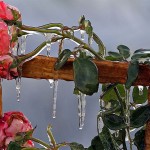 Фото дня: роза во льду