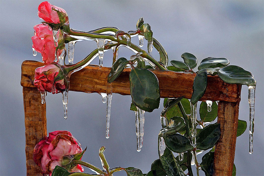 Роза во льду. (Red Huber/Orlando Sentinel)