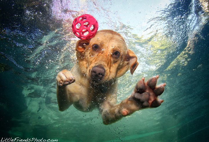 Собаки под водой. (Seth Casteel)