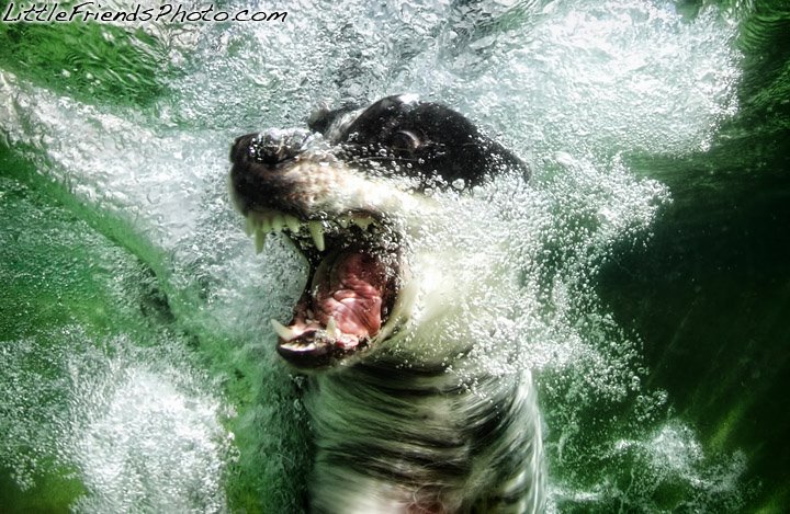 Собаки под водой. (Seth Casteel)