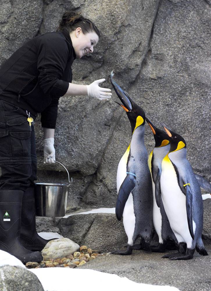 Королевские пингвины