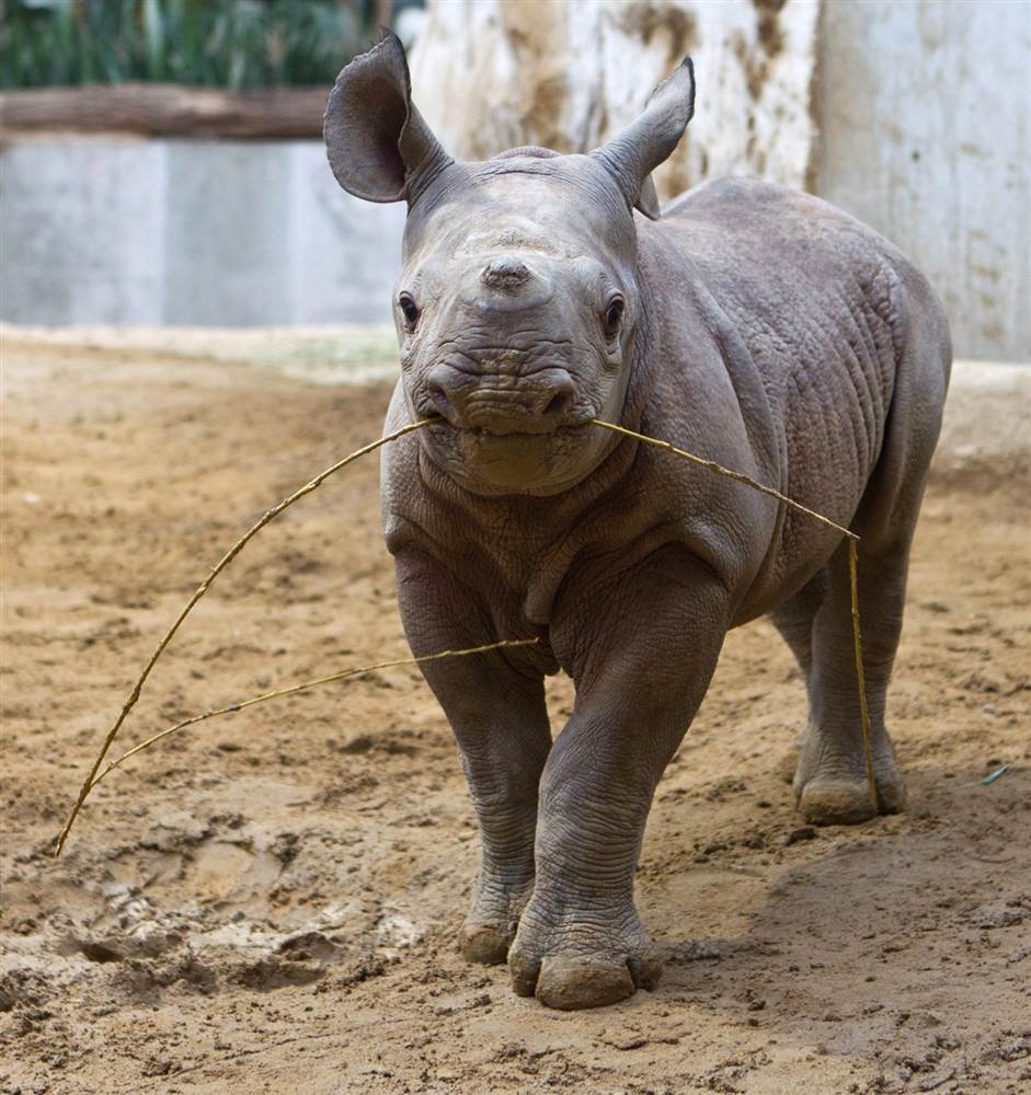 Детеныш носорога