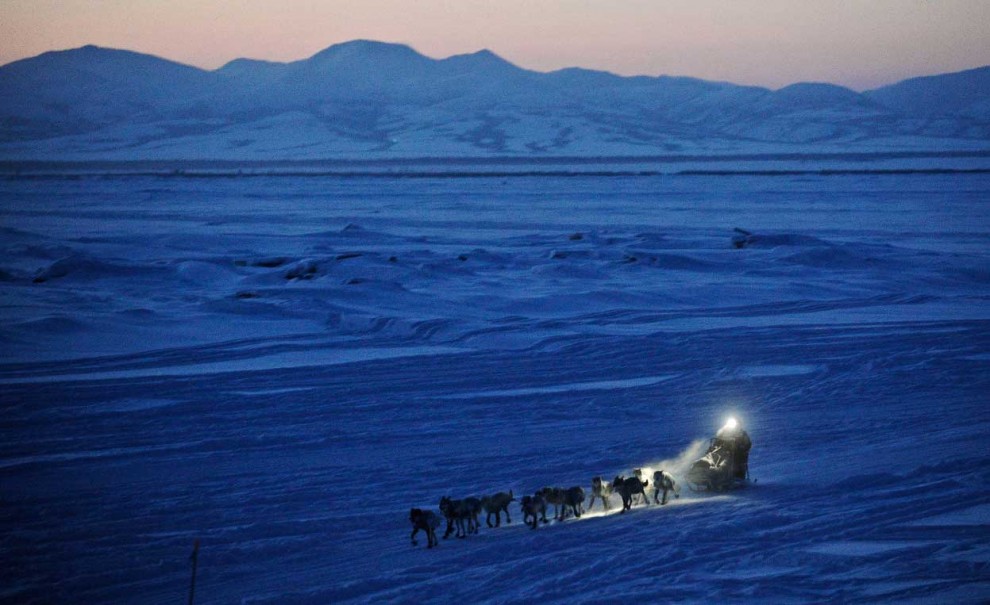 Гонка на собачьих упряжках «Iditarod» 