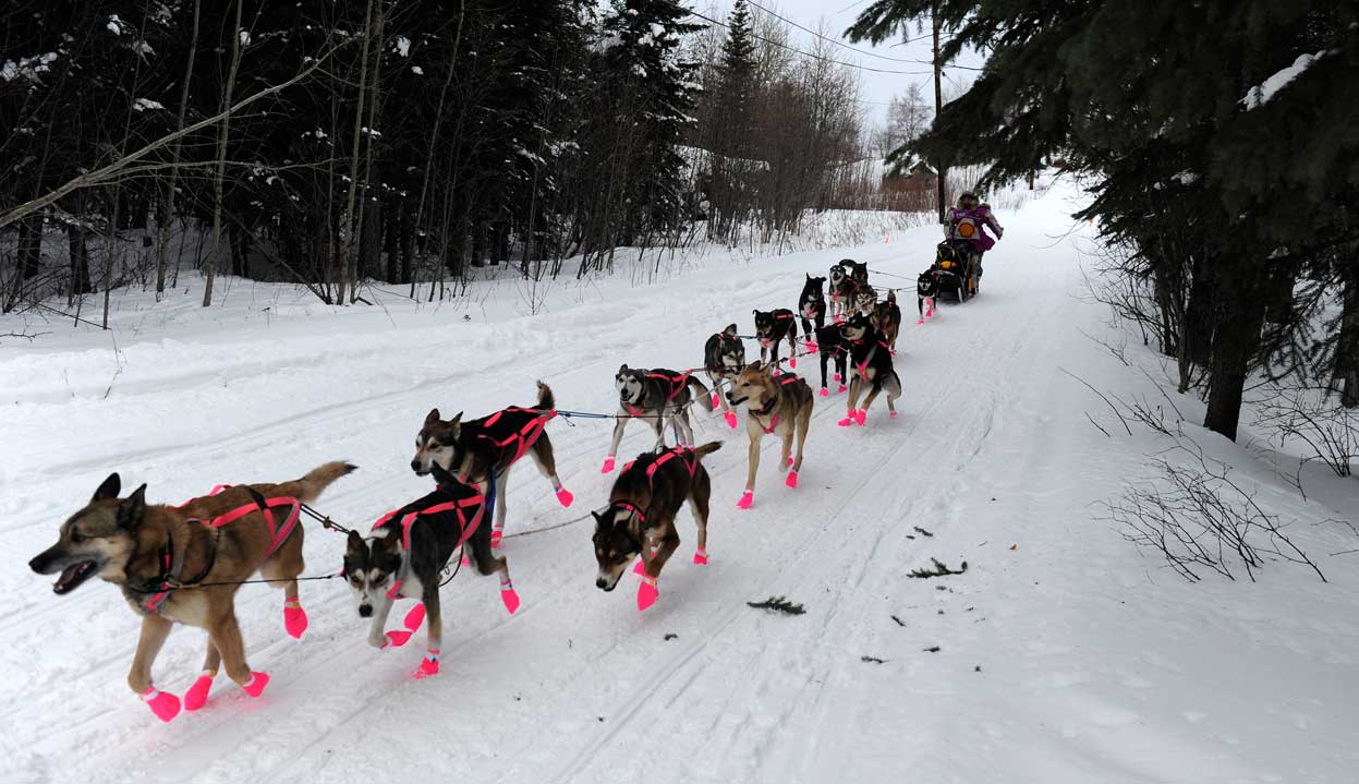 Гонка на собачьих упряжках «Iditarod»