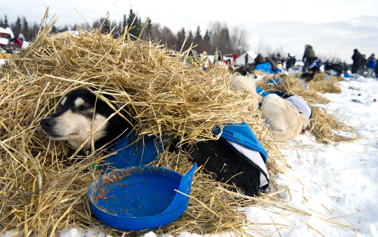 Гонка на собачьих упряжках «Iditarod»