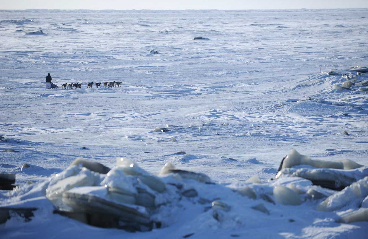 Гонка на собачьих упряжках «Iditarod»