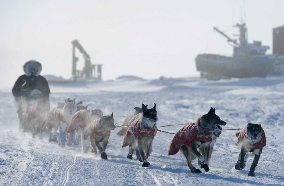 Гонка на собачьих упряжках «Iditarod»