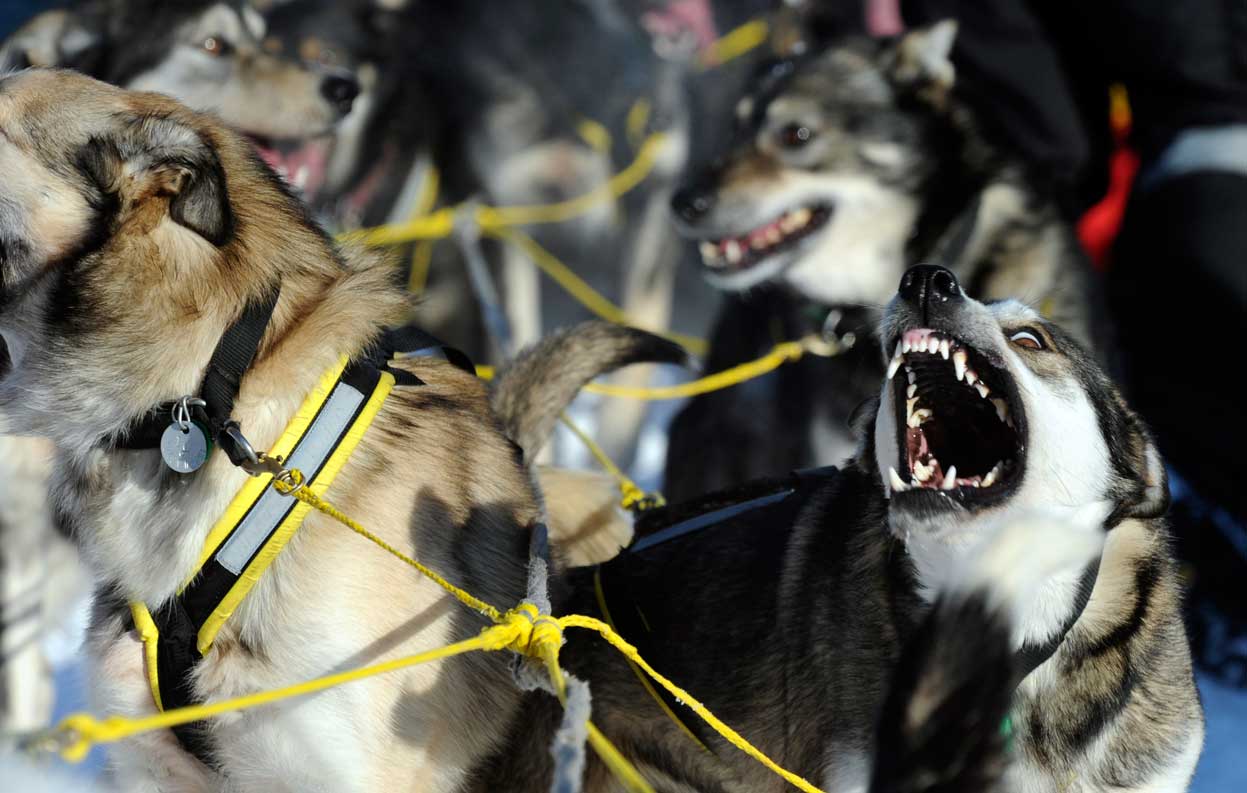 Гонка на собачьих упряжках «Iditarod»