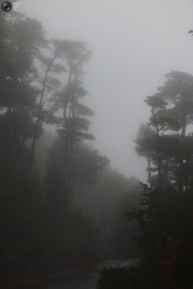 Туман в лесу