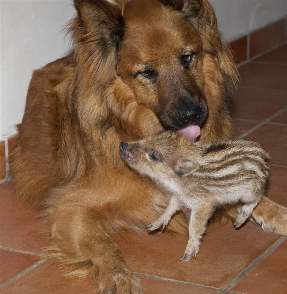 Приемная мать у животных