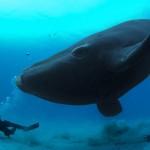 Синий кит – самое большое существо на Земле