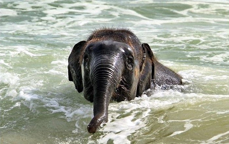 Слоненок на пляже