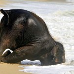 Слонёнок на пляже