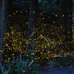 Светлячки Цунеяки Хирамацу