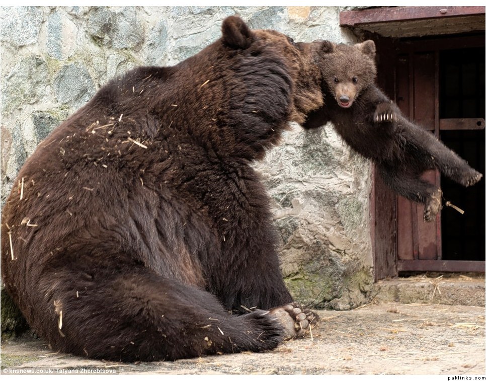 Воспитание по-медвежьи