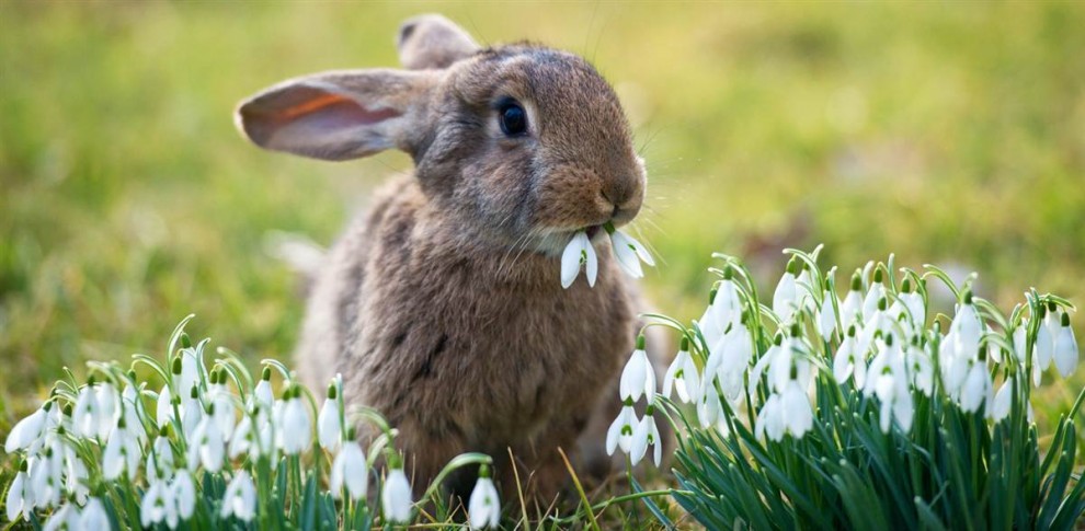 Кролик ест подснежники