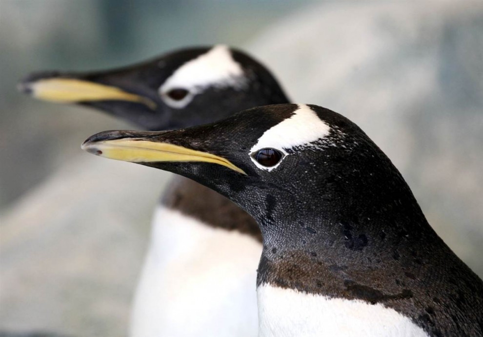 Папуанские пингвины