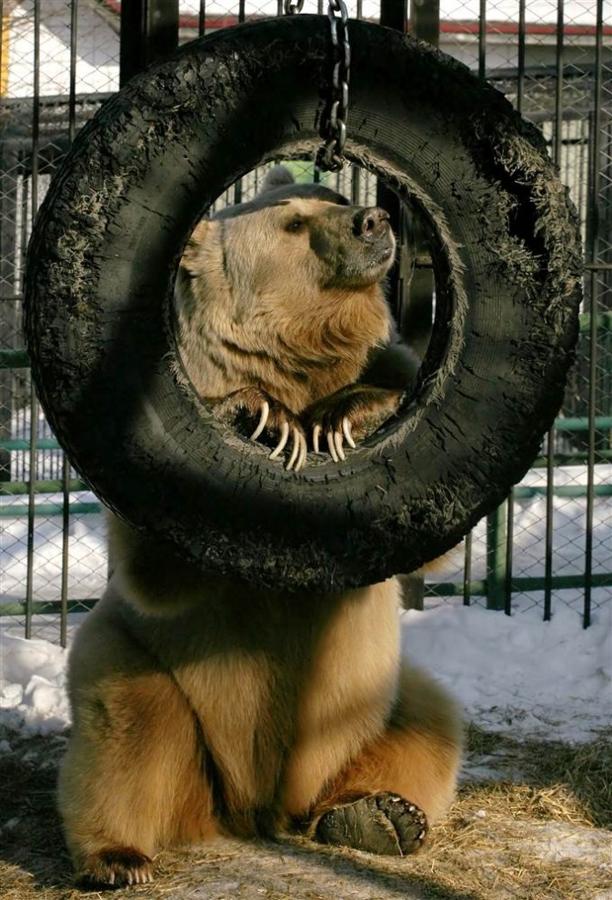 Тянь-шаньский белокоготный медведь
