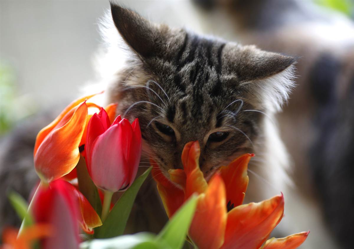 Кошка и тюльпаны