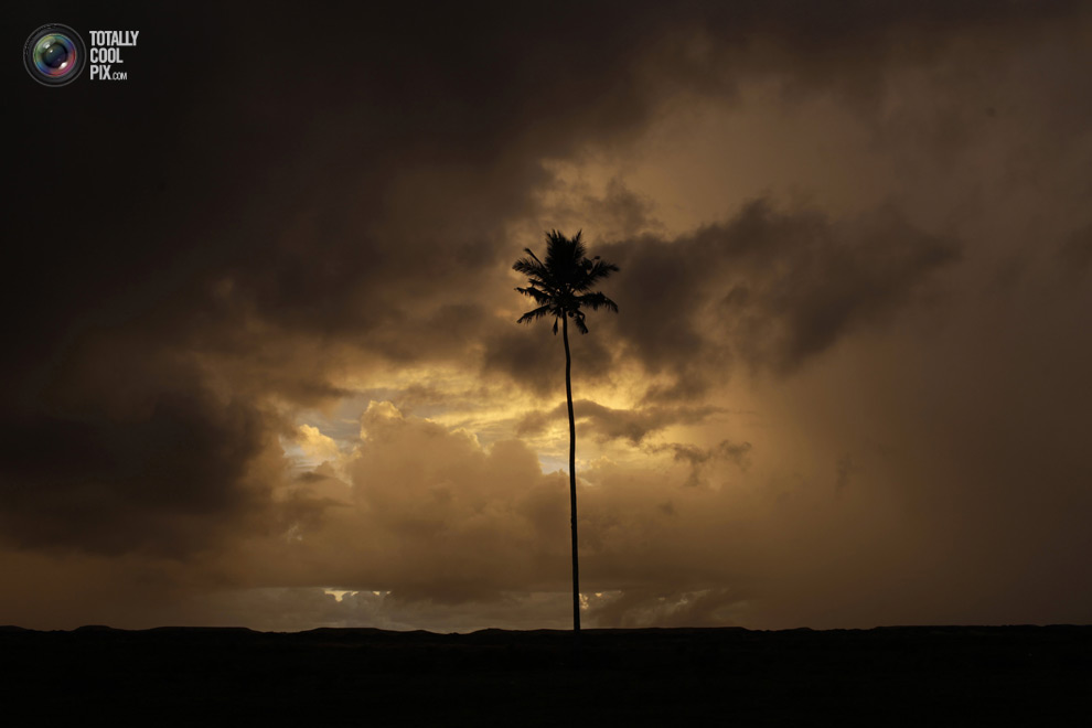 Одинокая пальма