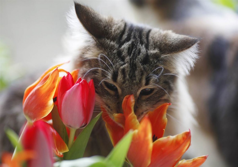 Кошка нюхает тюльпан