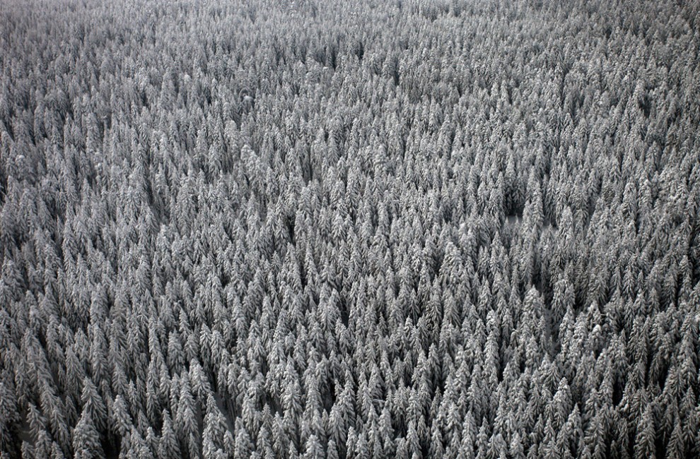 Заснеженный еловый лес