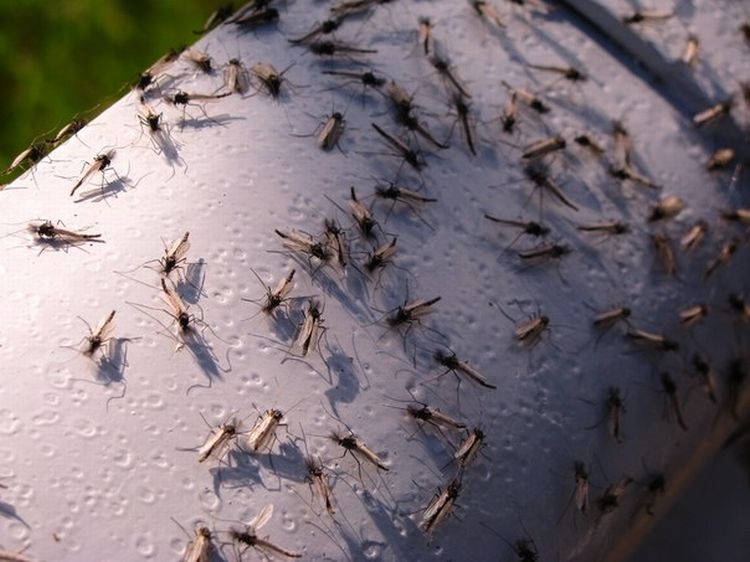 Нашествие комаров